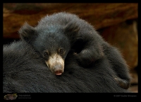 _MG_2619-Sloth-Bear-cub.jpg