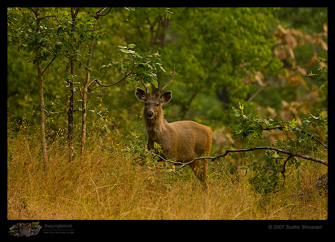 _MG_6240-Sambar-Deer.jpg
