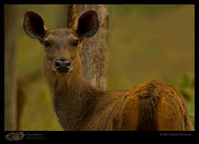 _MG_6289-Sambar-Deer.jpg