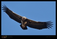 _MG_6484-King-Vulture.jpg