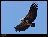 _MG_6503-King-Vulture.jpg