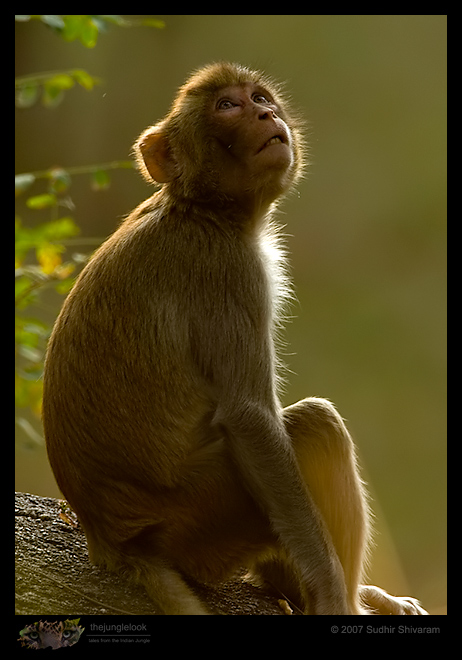 _MG_6588-Rhesus-Macaque.jpg