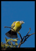 _MG_6960-Yellow-footed-Green-Pigeon.jpg