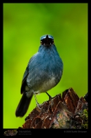 _MG_2563-White-Bellied-Shortwing.JPG