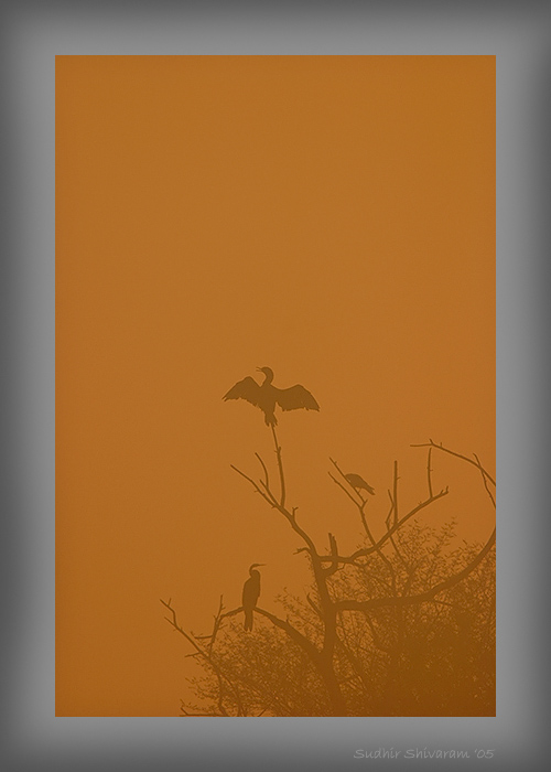 CRW_3786-Morning-Fog.jpg