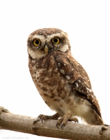 _MG_6036-Spotted-Owlet.jpg