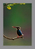 _MG_7775-Common-Kingfisher.jpg