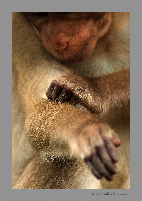 IMG_0016-Bonnet-Macaque.jpg