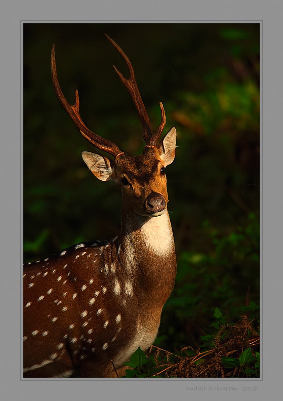 _MG_7967-Spotted-Deer.jpg