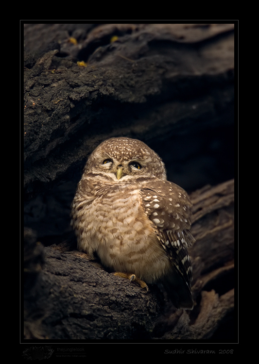 _MG_3154-Spotted-Owlet.jpg