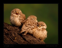 _MG_4697Spotted-Owlet.jpg