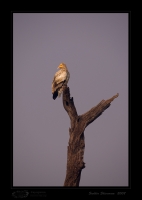_MG_3914-Egyptian-Vulture.jpg