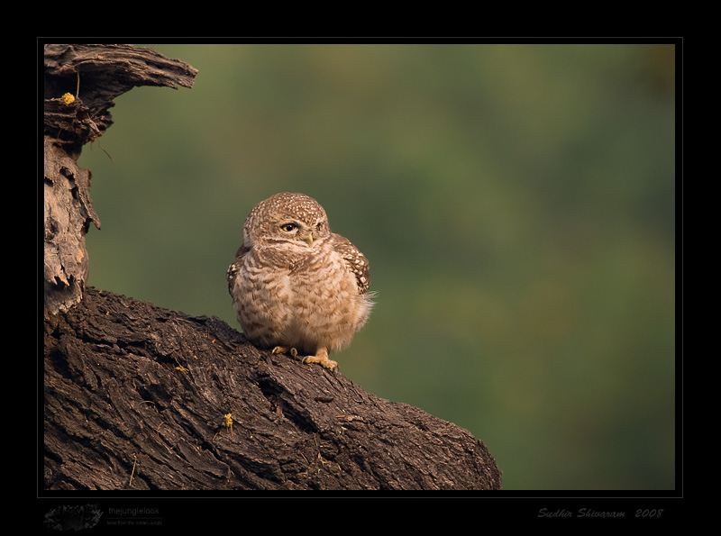 _MG_4628-Spotted-owlet.jpg