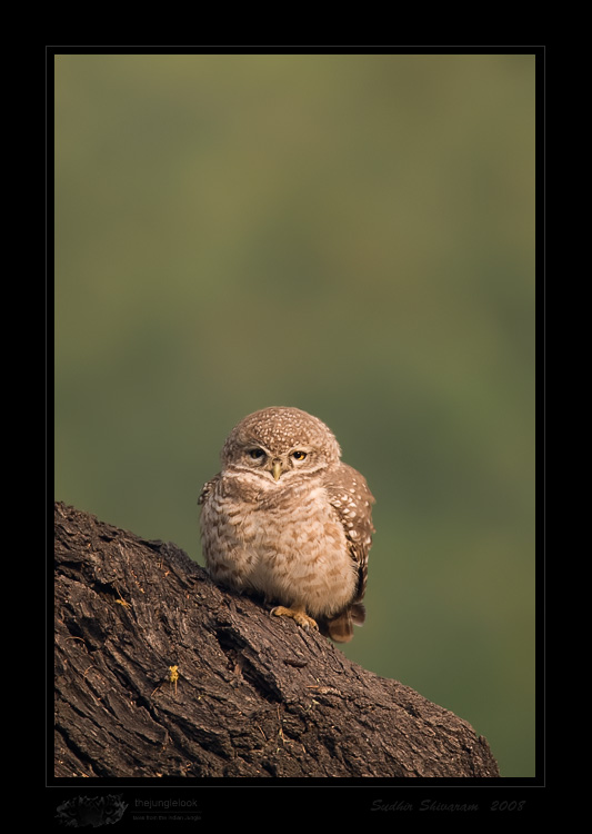 _MG_4636-Spotted-owlet.jpg