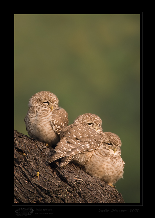 _MG_4703-Spotted-owlet.jpg