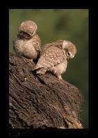 _MG_4776-Spotted-owlet.jpg