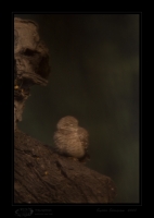 _MG_4643-Spotted-owlet.jpg