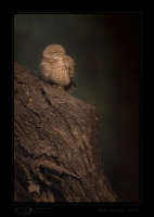 _MG_4646-Spotted-owlet.jpg
