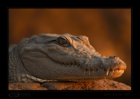 _MG_0533-Marsh-Crocodile.jpg