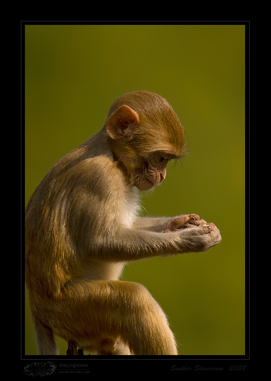 _MG_3475-Rhesus-Macaque.jpg