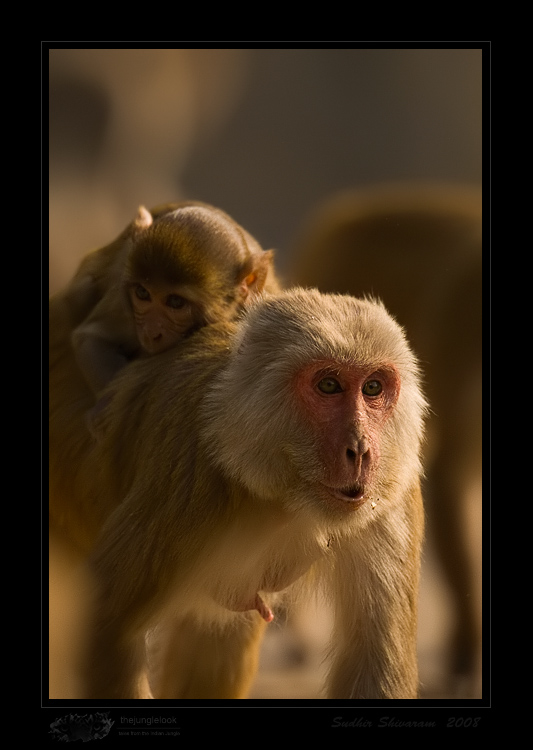 _MG_5716-Rhesus-Macaque.jpg