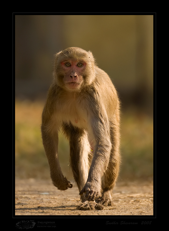 _MG_5720-Rhesus-Macaque.jpg