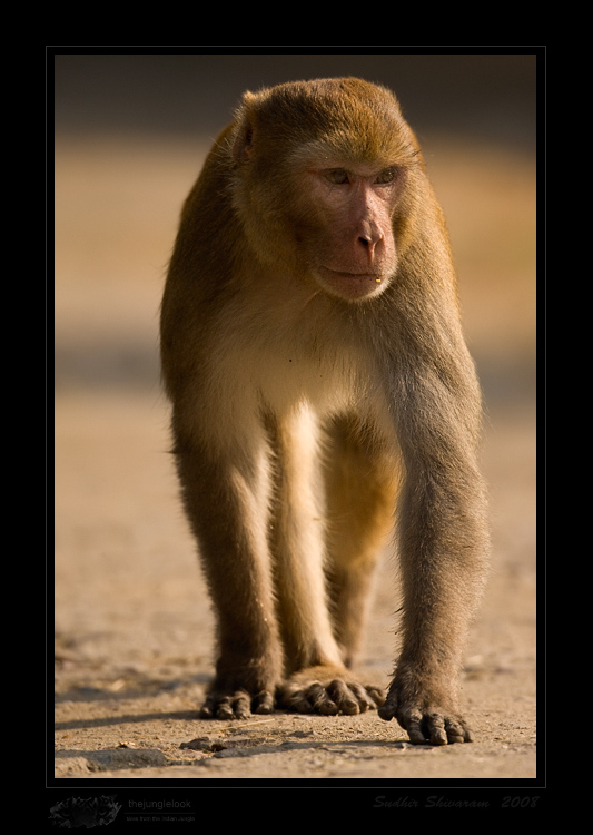 _MG_5739-Rhesus-Macaque.jpg