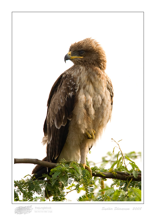 _MG_0632-Indian-Spotted-Eagle.jpg