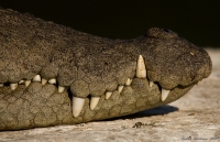 _MG_1756-Crocodile.jpg
