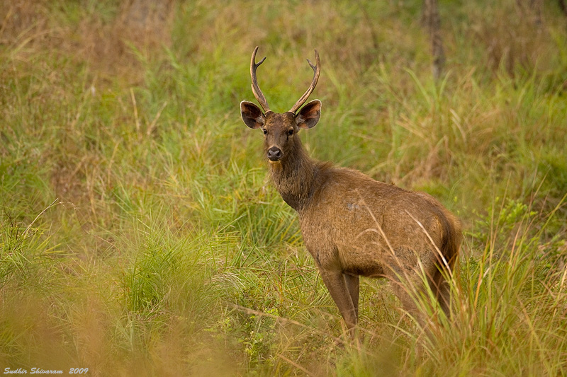 _MG_9910-Sambar-Deer.jpg