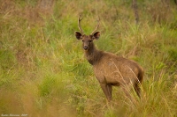 _MG_9910-Sambar-Deer.jpg
