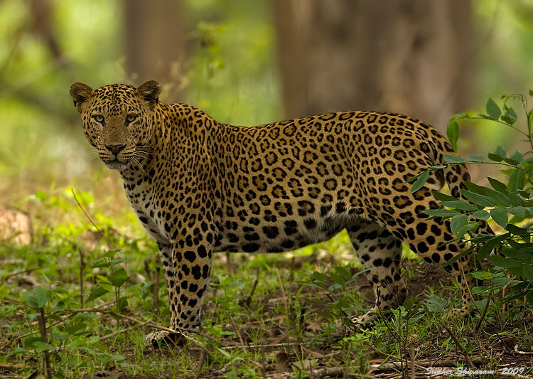 _MG_1797-Leopard.jpg