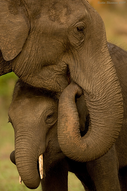 _MG_2411-Elephant-Calf.jpg