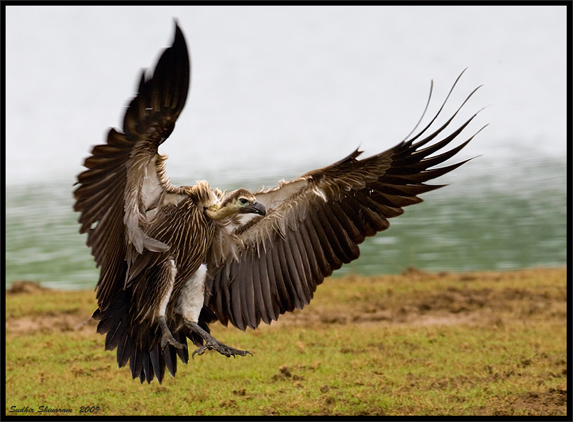 _MG_1870-Long-Billed-Vulture.jpg