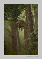 _MG_3518-Leopard-On-Tree.jpg