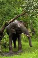 _MG_7245-Asian-Elephant.jpg
