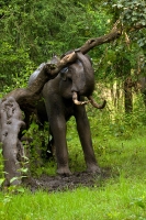 _MG_7262-Asian-Elephant.jpg