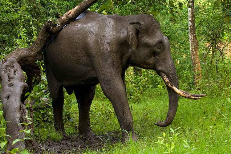 _MG_7284-Asian-Elephant.jpg