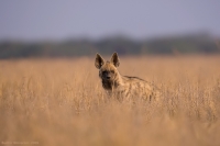 _MG_1749-Striped-Hyena.jpg