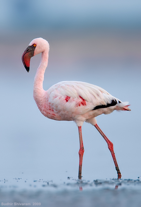 _MG_2562-Lesser-Flamingo.jpg