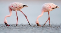 _MG_2506-Lesser-Flamingos.jpg
