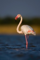 _MG_3297-Greater-Flamingo.jpg