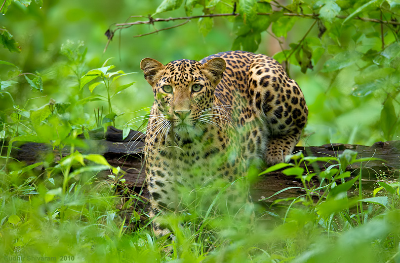 _67G0560-Leopard.jpg