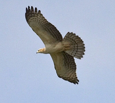 :bird-info:honey-buzzard:crw_3499-honey-buzzard.jpg :bird-info:honey-buzzard:crw_3499-honey-buzzard.jpg